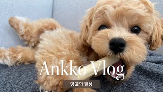 [앙꼬로그 no.10] 말티푸 앙꼬의 일상 / 7개월 말티푸 / maltipoo vlog