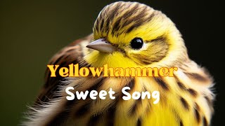 The Yellowhammer Bird: A Symphony of the Countryside | Song of Yellowhammer