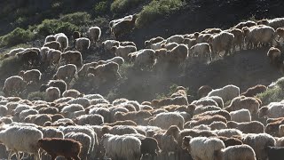 Live: Xinjiang herdsmen transfer livestock to spring pastures