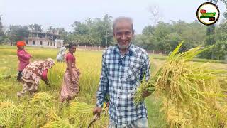 বোরো ধান ফলনে মুগ্ধ কৃষক-কৃষাণী। কাঞ্চন নগর,  ফটিকছড়ি,  চট্টগ্রাম।