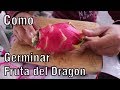 Como Germinar semillas de Pitahaya o Fruta del dragón || México Verde