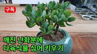 깨진 난화분에 다육식물 심어서 키우기 succulent, succulents plants