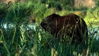 【Sous-titre Français】| L'histoire du castor | 河狸的故事 | Beaver story