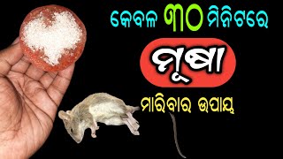 କେବଳ ୩୦ ମିନିଟରେ ମୂଷା ମାରିବାର ଘରୋଇ ଉପାୟ | How to Kill Rats Within 30 Minutes | Rat Killer Trick Odia