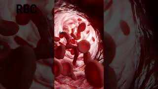 RBC flowing through Blood Vessels