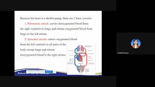 Cardiovascular System 2 Anatomy