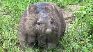 【wombat】ウォンバットのユキちゃん草むしゃむしゃ(五月山動物園)