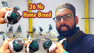 Home Breed Ma Sy Kabootar 26 No | Hashim Mahmood Pigeons