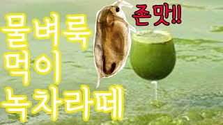 메다카 치어 살리기 물벼룩 청수만들기