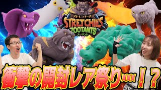 【ズータント開封レビュー】ストレッチーズ第2弾ズータント開封したら大戦争勃発！！