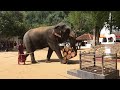 පෙරහැරේ යන්න කලින් හොඳට කාලා ඉන්න ඕනි... 😀 srilankan elephants 🐘