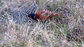 Fasan in den Dünen von Amrum (bei Norddorf)