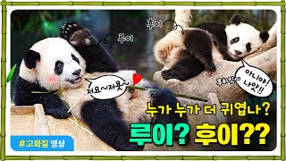 루이? 후이? 누가 더 귀엽나?! 🥰 | 거꾸로 내려오는 귀욤귀욤 막둥이 후이 😁 | 전량 섭취를 위한 아이바오의 고군분투 😂 #RuiBao #HuiBao #AiBao #LeBao