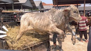 SAPI LUCU NGAMUK LEPAS 5 KM KE PROYEK TOL HAMPIR HILANG ‼️🔥🔥🔥