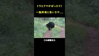 トラとクマがばったり！一触即発と思いきや...