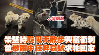 柴犬堅持颱風天散步　爸暴雨中狂奔哀號求牠回家｜寵物動物｜固執｜精選影片