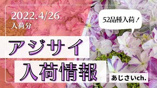 【入荷情報】2022年4月26日　ついに100品種超えた！アジサイの入荷情報になります‼