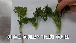 뭔지 구분하기가 어려워 구독자님들께 부탁드려요 가르쳐 주세요~먹어도 되는 건가요?