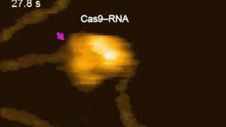 CRISPR Editing DNA in Real Time