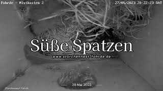 Süße Spatzen - 29.05.2023