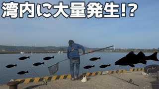 タモ網を海に突っ込めば小魚が！？ルアーを投げれば大型の…？！