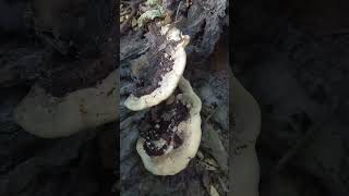 반계산 ⛰️  아까시재목 🍄🍄🍄🍄버섯  구독  ▶️↔️➡️♨️✔️💞좋아요