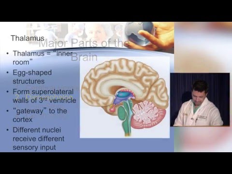 Neuroanatomy made ridiculously simple Neuroanatomy made ridiculously simple