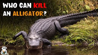 5 Animals That Could Defeat An Alligator