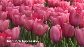 Tulip Pink Impression - Tulip Bulbs from Holland