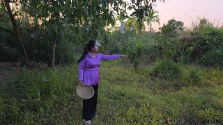 CHIỀU QUÊ  RA VƯỜN HÁI TRÁI CÂY NẤU BỮA CƠM CANH KHỔ QUA DỒN CÁ THÁC LÁC ĐẬM VỊ MIỀN TÂY