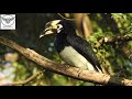 hornbill വേഴാമ്പൽ vezhambal malamuzhakky vezhambal great hornbill hornbill bird malayalam