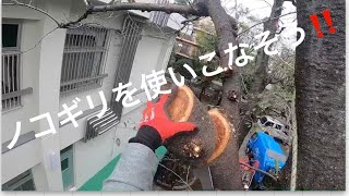 【鋸】サクラの越境枝を吊り切りで剪定！