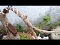 Bonsai trunk pinutol+wiring #portableSaw | kuyaZam vlogs