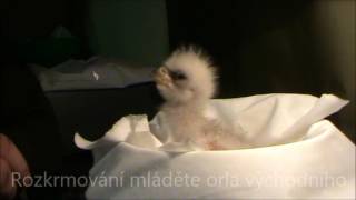 Orel východní (Haliaeetus pelagicus) - krmení mláděte