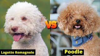 Lagotto Romagnolo Vs Poodle Dog Breeds - Difference between Two curly hair dogs