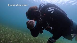 Scuba Dive Rameswaram Island