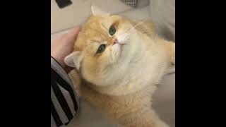 #cat #shortvideo 圆圆的脑袋