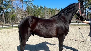 Big Friesian riding