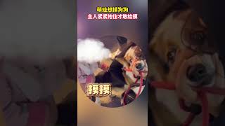 萌娃想摸狗狗，主人紧紧抱住才敢给摸。 #抖音 #tiktok #tiktokvideo #社会百态 #人类幼崽 #萌娃