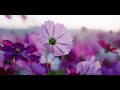 4k cinematic flowers 秋桜2022