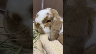 French lop eating grass while sleeping[rabbit]#Shorts