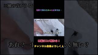 【衝撃】堤防で採れたカニの正体がヤバすぎる！？#釣り #カニ #堤防釣り #shorts