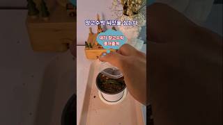 알로에로 망고수박 씨앗 키우기. grow mango watermelon seed with aloe.  #임영웅 모래알갱이