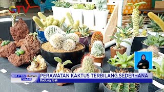 Tren Koleksi Kaktus Mini, Bisa Jadi Ladang Cuan #BuletiniNewsSiang 01/11