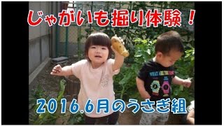 2016年6月のうさぎ組（1歳児）畑でじゃがいも掘りを体験！八幡保育園(福井市）の日常