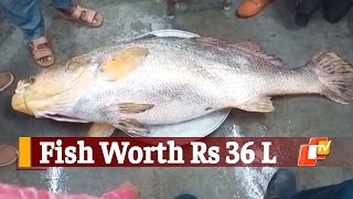 Giant Fish Weighing 78 Kilos \u0026 Worth Rs 36 Lakh Caught | OTV News