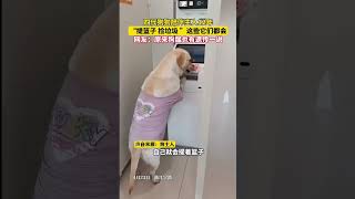 狗子成精了  #搞笑 #pets #狗 #狗狗 #狗子 #狗子成精了 #dog