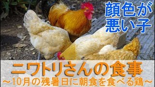 ニワトリさんの食事～10月の残暑日に朝食を食べるボス雄鶏と雌鶏達～