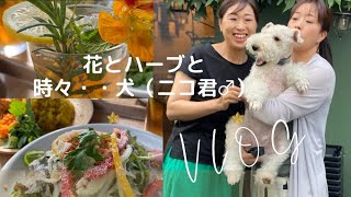 ハーブガーデンと花と時々、犬～大多喜ハーブガーデン編～