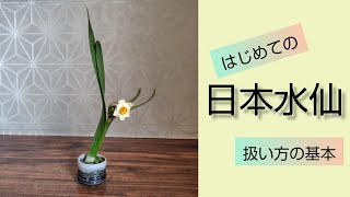 はじめての【日本水仙】基本的な扱い方【雪中花】剣山要らず